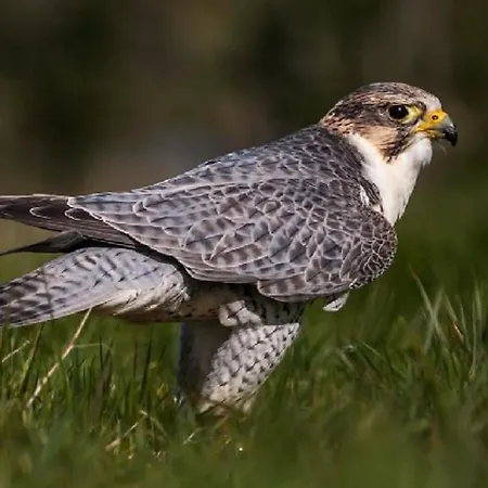 Luttrellstown Castle Отель 5*