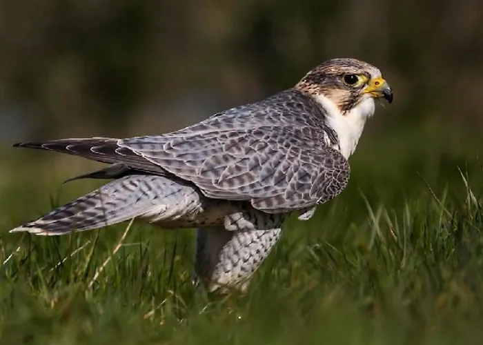 Luttrellstown Castle Hotel 5*